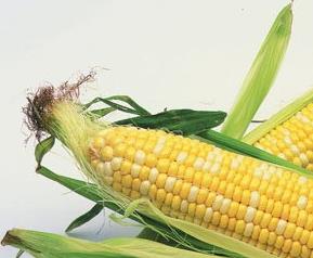 玉米须的功效和作用有哪些 玉米须的功效和作用有哪些禁忌