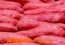 红薯的营养价值 红薯的营养价值及功效与作用