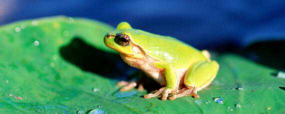 青蛙养殖亩产量多少斤 青蛙亩产量一般多少斤