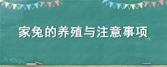 家兔的养殖与注意事项