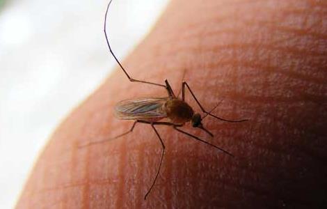 蚊子为什么要吸血 蚊子吸血为了什么?