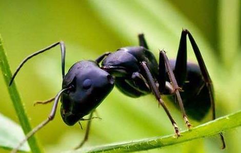 黑蚂蚁怎么吃 黑蚂蚁怎么吃治类风湿