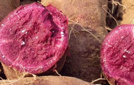 紫薯和红薯哪个更减肥 紫薯和红薯哪个更减肥?