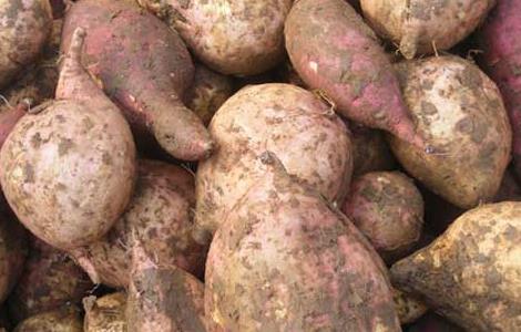 红薯和土豆哪个减肥 红薯和土豆哪个减肥效果好