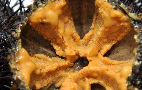 海胆黄怎么吃最好 海胆黄怎么吃最好吃