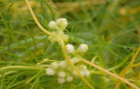 菟丝子泡酒的功效与作用 菟丝子泡酒的功效与作用及禁忌