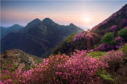 杜鹃花开遍山野是什么景象