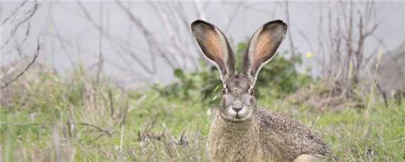 野兔养殖一亩地能养多少 野兔养殖一亩地能养多少只小兔