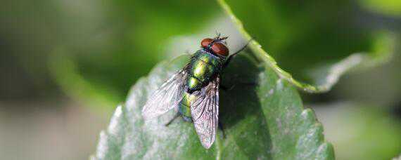 果蝇的发育过程 果蝇的发育过程中有蜕皮现象吗