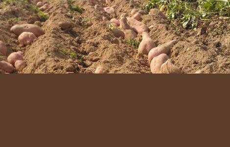 红薯高效种植技术 红薯高效种植技术有哪些