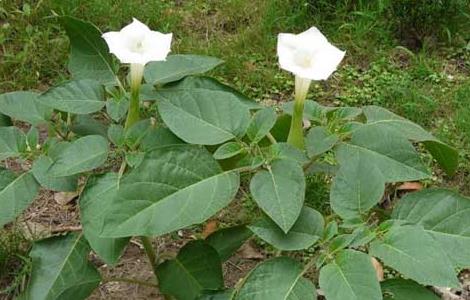 曼陀罗花有什么功效