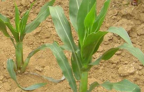 玉米粗缩病的症状及防治方法