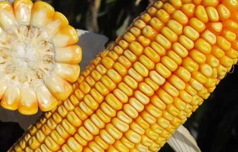 选择玉米种子品种时要注意哪些问题 育种中对玉米品种有什么要求
