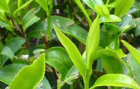 茶叶种植条件有哪些？