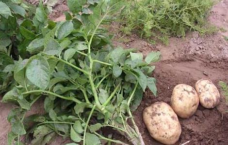 马铃薯栽培种植技术