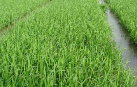 水稻各时期施肥量和施肥方法（水稻施肥时间与施肥数量）