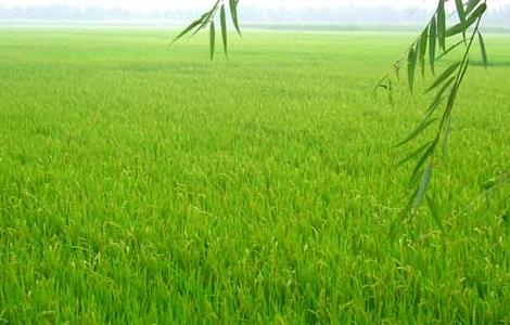 水稻高产管理