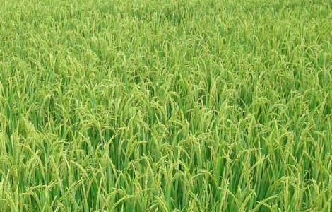 水稻后期的田间管理