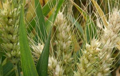 小麦应从秋播抓起，立足于防灾抗灾 收获冬小麦3.05亿亩,这是我国连续第几个夏粮丰收季