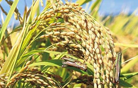 夏季怎样防治稻米中的害虫 水稻虫害防治方法