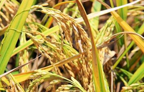 秋收后储藏稻米的方法和要点 稻谷储存的正确方法
