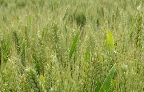如何防治小麦播种期的病虫害技术（小麦苗期病虫害）
