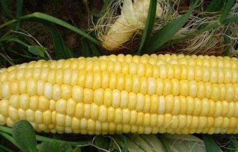 甜玉米种植技术