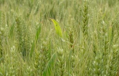 小麦栽培技术