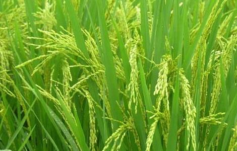 水稻种植过程中叶尖枯病防治措施 水稻叶尖干枯病