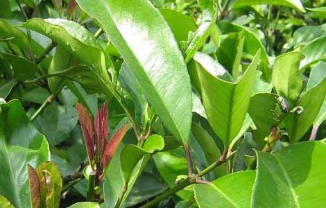 苦丁茶种植常见病虫害的防治技术（苦丁茶种植常见病虫害的防治技术研究）