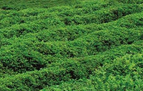茶树越冬病虫害防治方法
