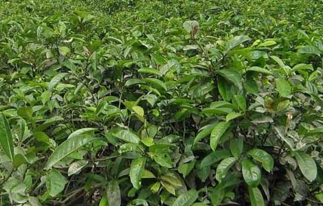茶树种植中茶芽瘿蚊的防控技术（茶叶瘿螨防治方法）
