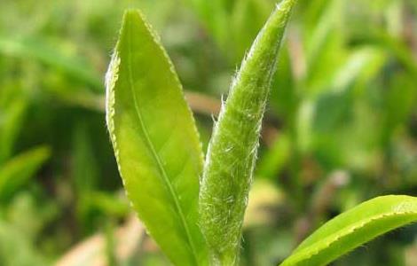 无公害茶叶种植技术