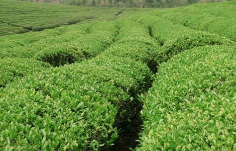 矮化密植茶园的种植管理技术（矮化密植茶园的种植管理技术规范）