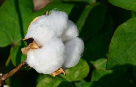 棉花的产地分布