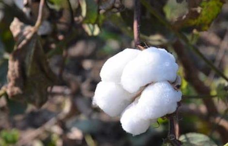 棉花种植技术（棉花种植技术与管理）