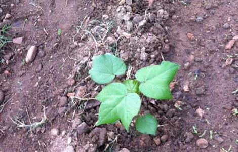 棉花病虫害防治技术