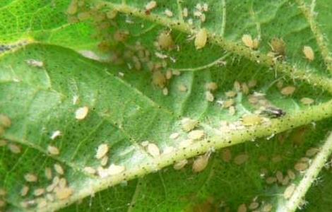 棉花蚜虫的防治方法 棉花蚜虫最新防治方法