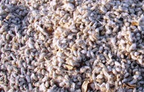 棉花籽的功效与作用