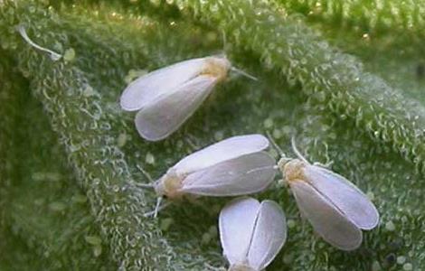 白粉虱的防治方法 怎样预防白粉虱