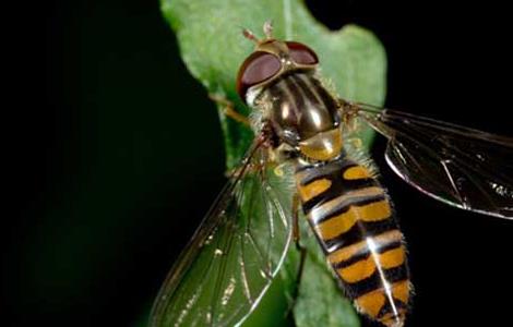 赤眼蜂如何防治玉米螟 赤眼蜂如何防治玉米螟
