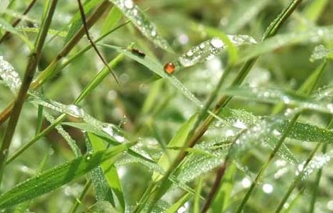 金丝草的功效与作用 金丝草的功效与作用及禁忌