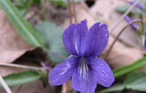 紫花地丁的功效与作用 紫花地丁的功效与作用的功能与主治