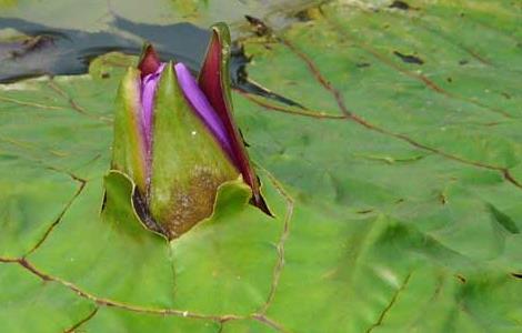 芡实种植技术