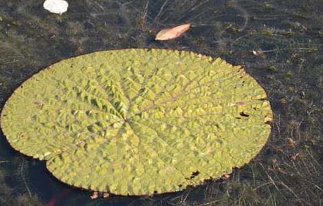 芡实种植技术