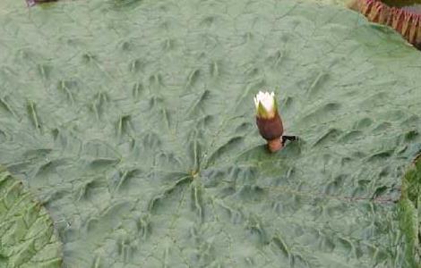 芡实种植技术