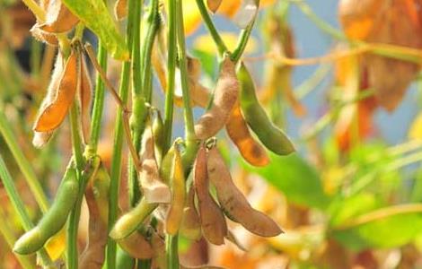 黄豆的种植技术 黄豆的种植技术与管理