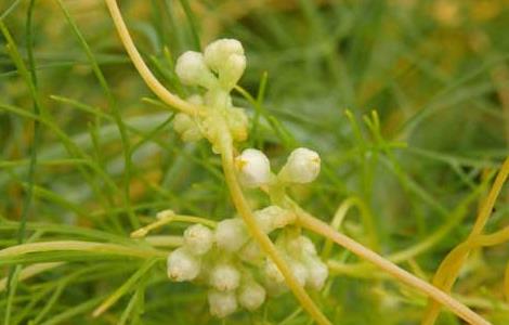 菟丝子种子价格及种植方法（菟丝子种子价格及种植方法图片）