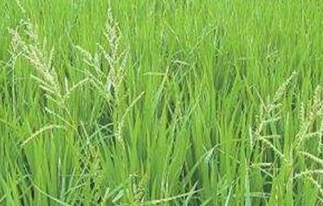 水稻早穗的原因及防治方法