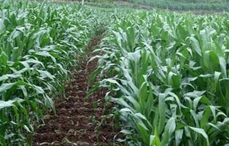 玉米 产量 提高方法